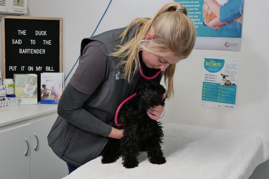 Woman leaning over using a stethoscope on a fluffly black dog.