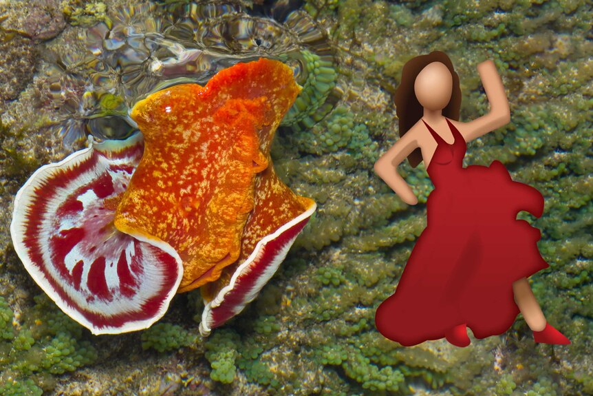 The Spanish Dancer nudibranch, and its eponym