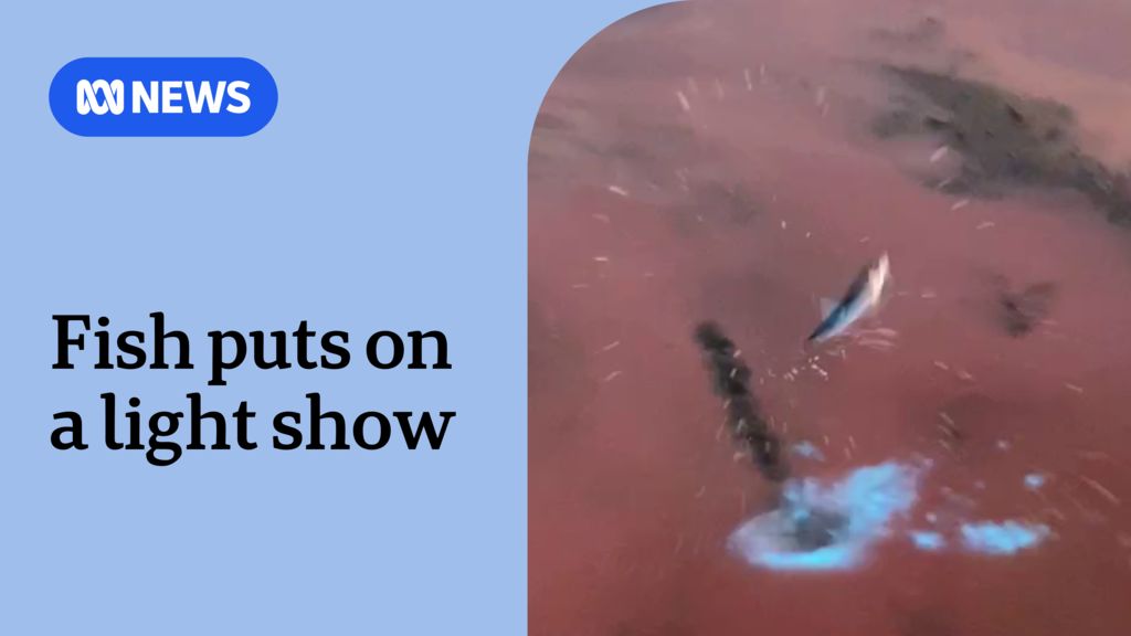 Bioluminescent algae reacts to a fish caught on a line - ABC News