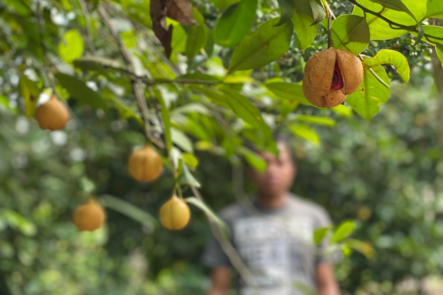 A nutmeg tree with several fruits visible on the stem, with a farmer's blurred background.