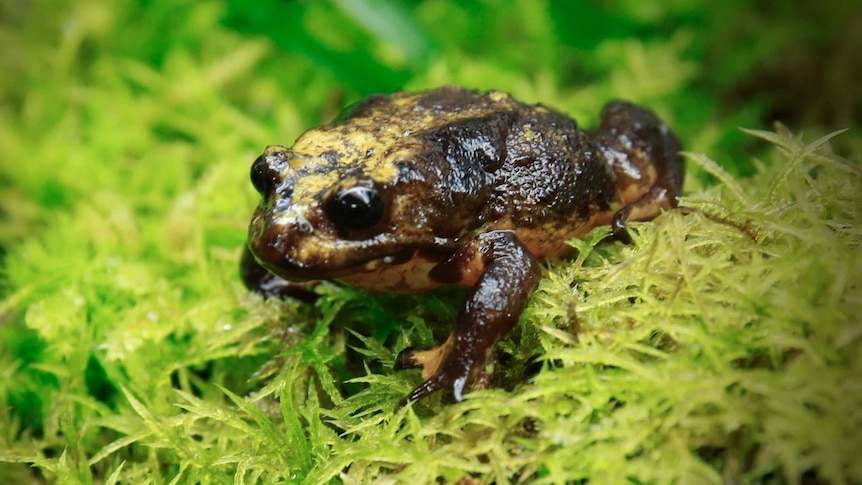 A Baw Baw frog sits on grass.