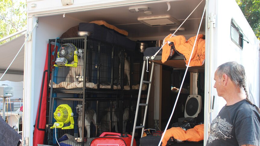 Dog breeder takes seven whippets on the road and keeps them in cages with fans at the back of the caravan