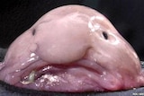 Blobfish: the ugliest fish in the world