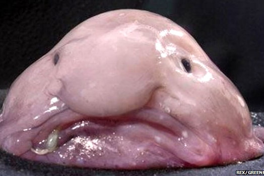 World's ugliest animals - ABC News
