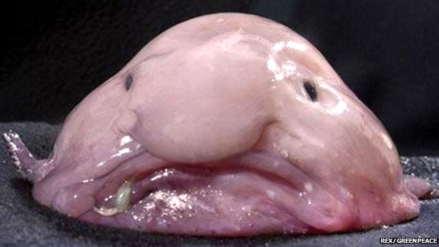 Blobfish: the ugliest fish in the world