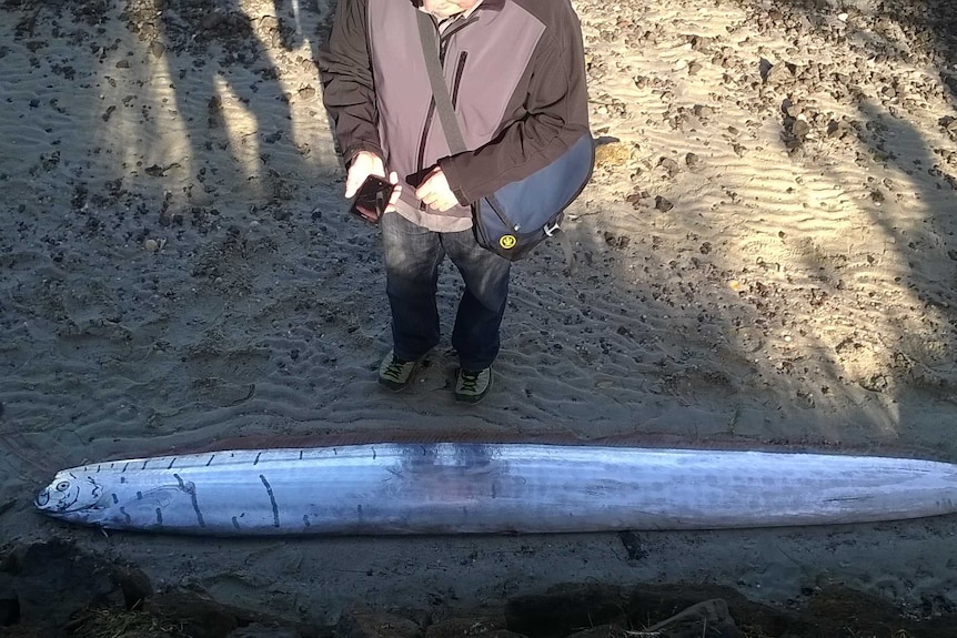 Oarfish found washed up in Dunedin