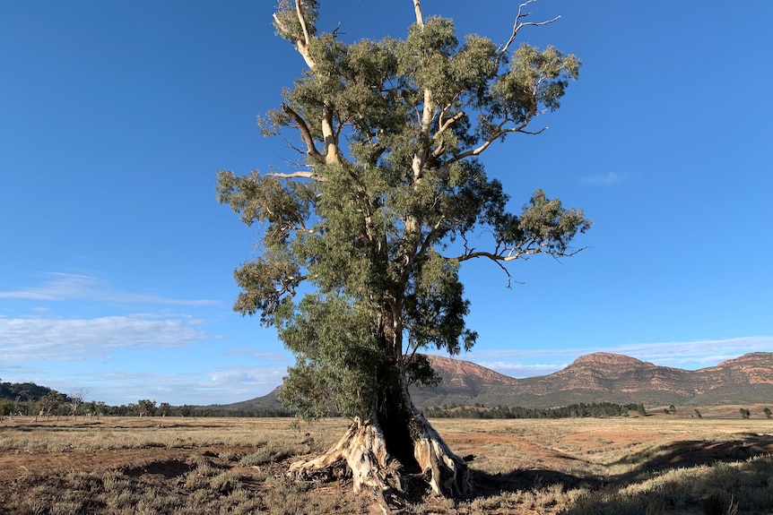 red river gum flinders ranges famous tree