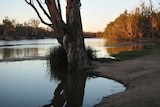 The Murray River in Victoria