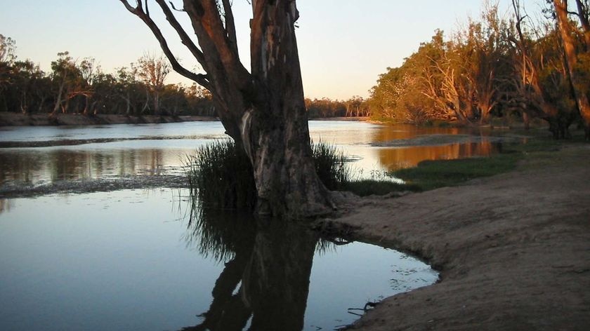The Murray River at Robinvale, in Victoria.