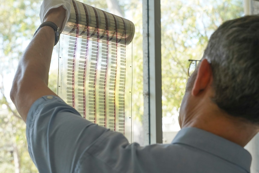 A man holds up a printed sheet of biosensors to the light through a window