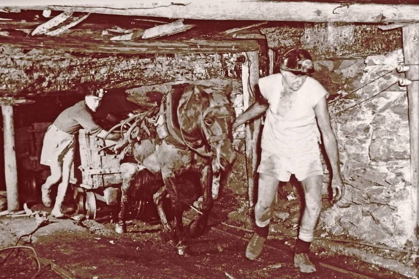 Pit Horses in Hunter Valley mine