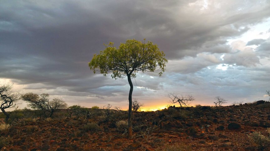 A currajong tree at sunset