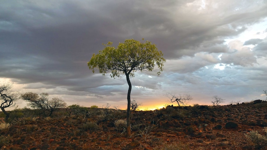 A currajong tree at sunset