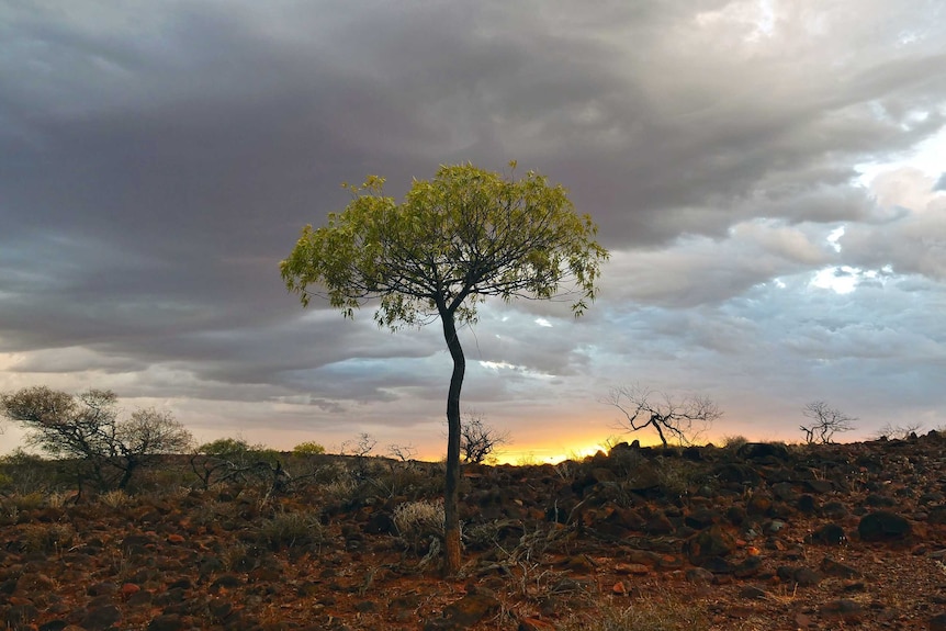 A currajong tree at sunset