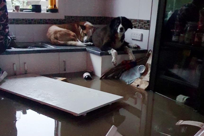 kitchen in a pool of water, two dogs on a bench