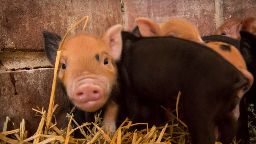 A new litter of so-called mini-pigs born in Lake Clifton, Western Australia.