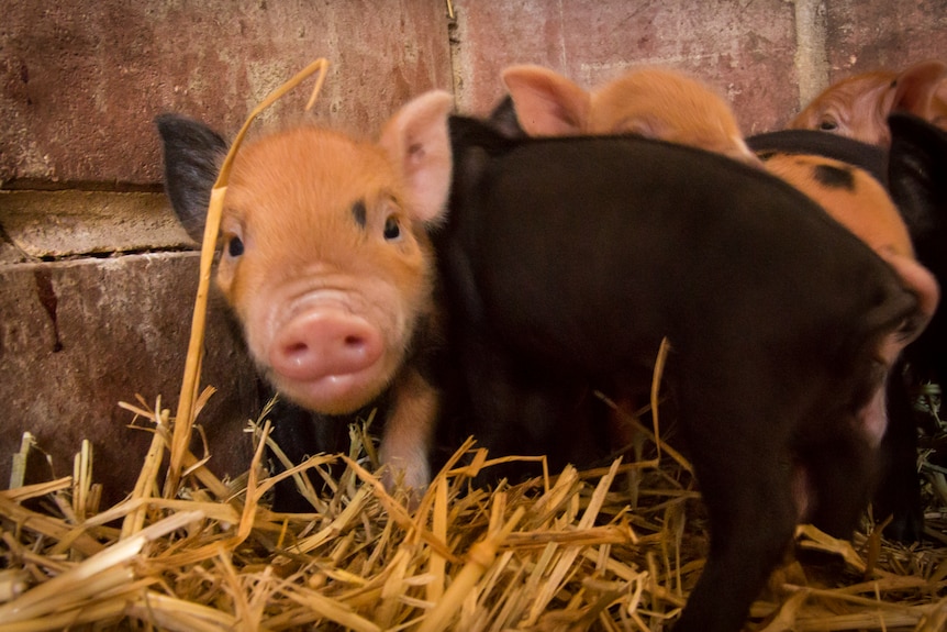A new litter of so-called mini-pigs born in Lake Clifton, Western Australia.