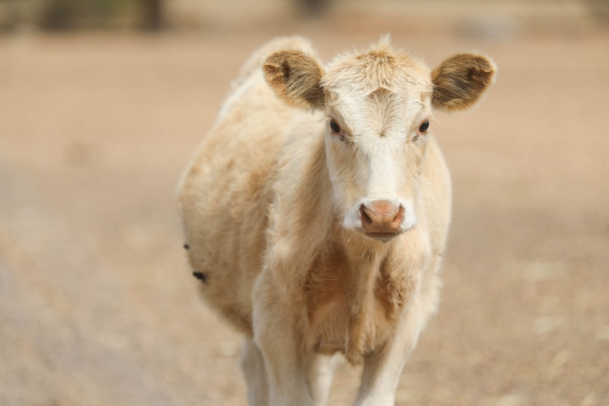 A cream coloured cow named Tickles looks at the camera. She's quite small.
