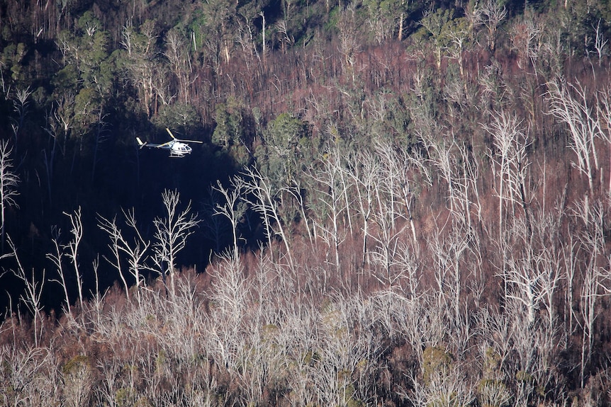 A helicopter flies low over dead ash trees.