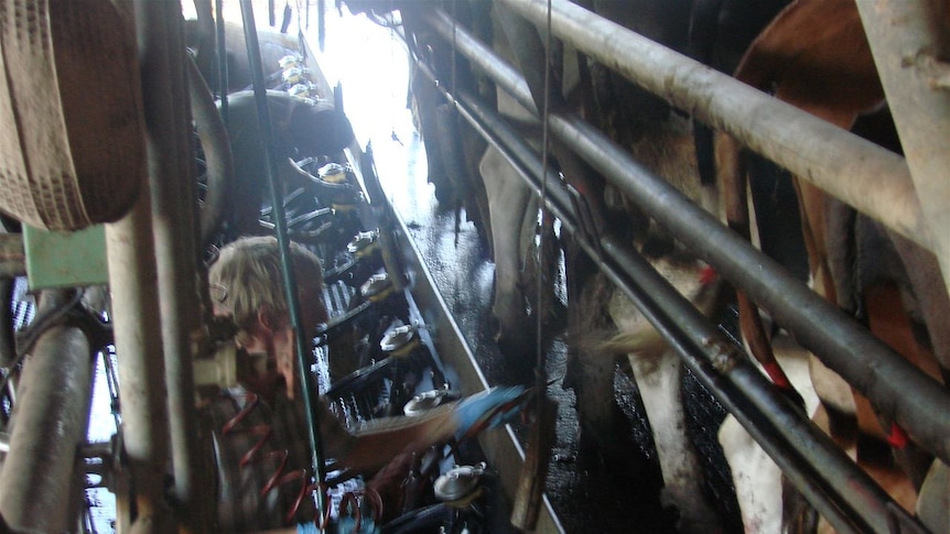 Cows being milked in dairy
