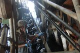 Cows being milked in dairy
