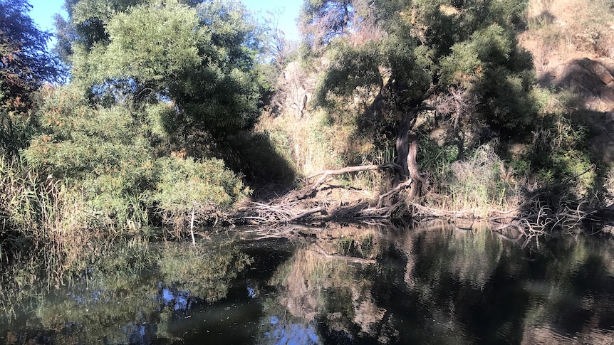 A creek with gum trees and Australian flora along its bank.