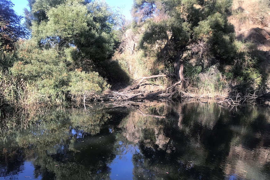 A creek with gum trees and Australian flora along it's bank.