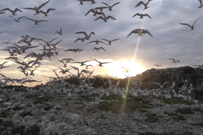 Dozens of birds in flight at sunset.