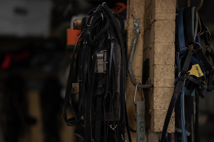 Bridle gear for horses hangs on a wall.