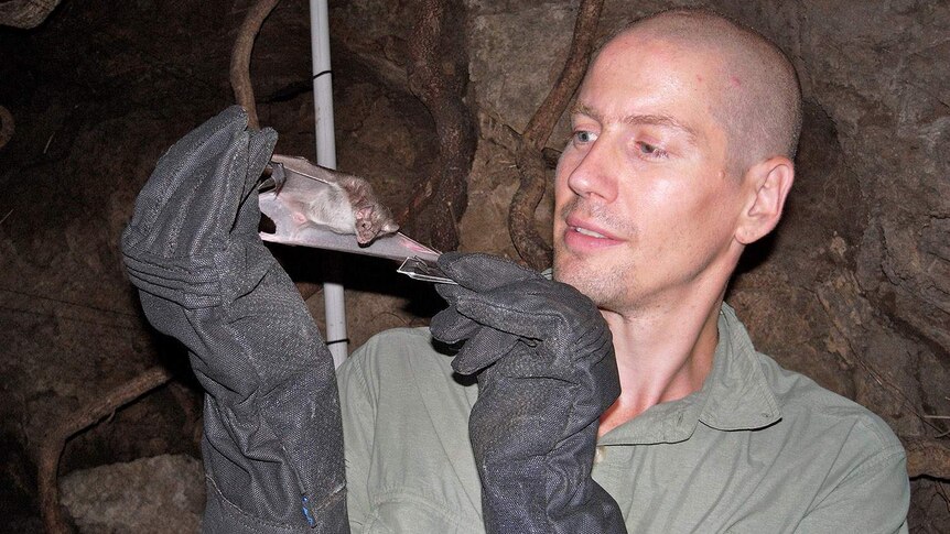 University of Queensland Associate Professor Bryan Fry holds a vampire bat at a field site near Cuernavaca in Mexico.