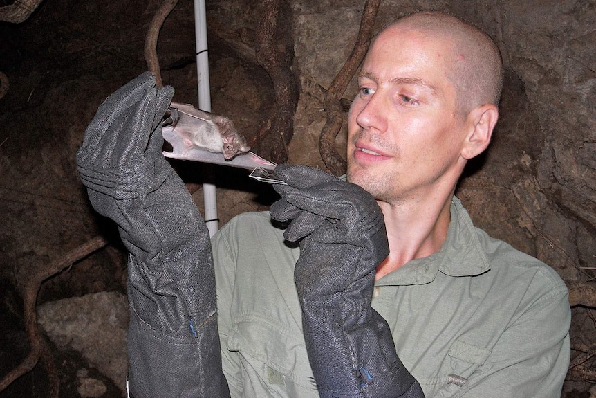 University of Queensland Associate Professor Bryan Fry holds a vampire bat at a field site near Cuernavaca in Mexico.