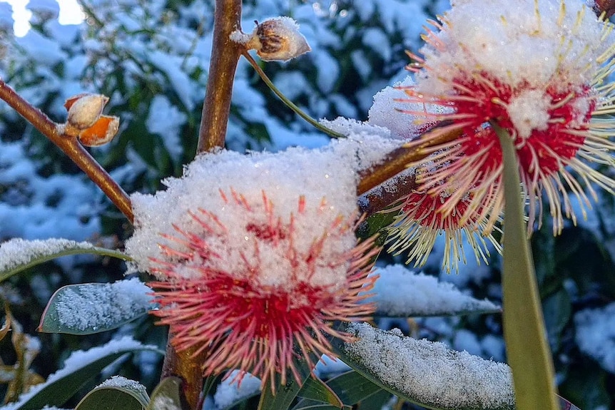 Red flowers covered in snow.