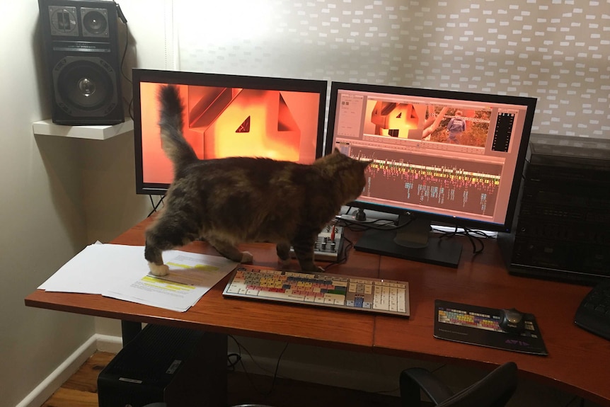 Cat on desk stepping around keyboard in front of monitors with Four Corners logo on them.