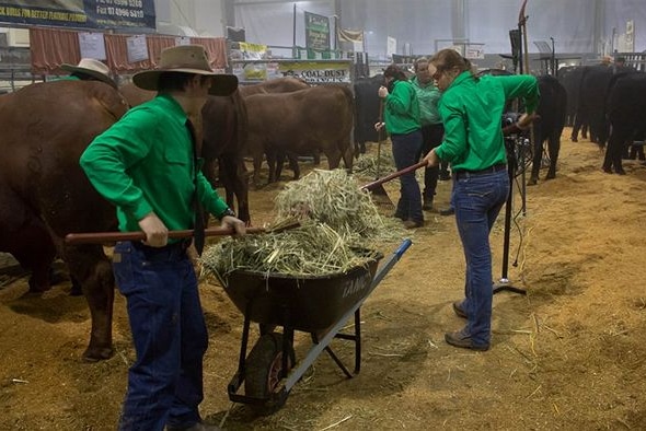 Students using pitch forks to unload feed from a wheelbarrow at a Beef Week cattle pavillion.