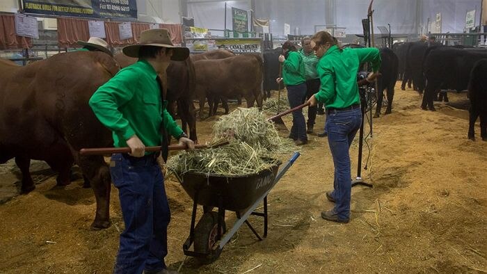Students using pitch forks to unload feed from a wheelbarrow at a Beef Week cattle pavillion.