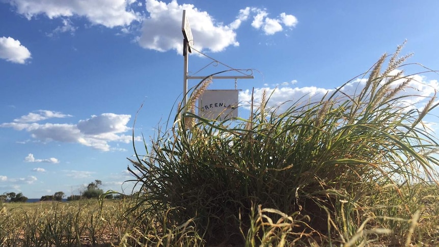 Green grass surrounding the Greenlaw property sign in February.