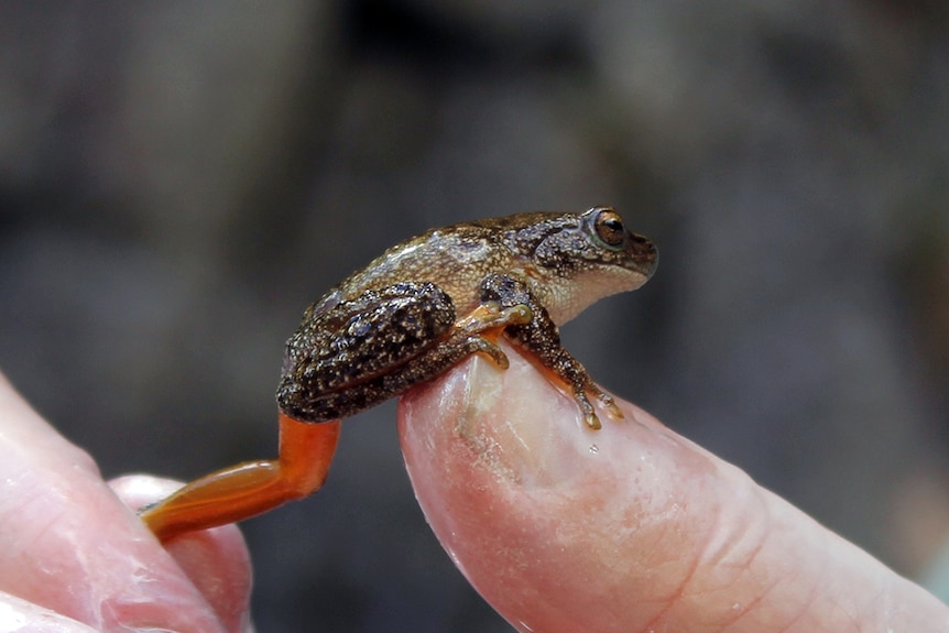 A one-year-old Spotted Tree Frog in the wild.