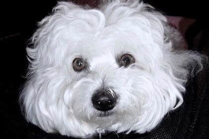 A fluffy, white dog looks at the camera.