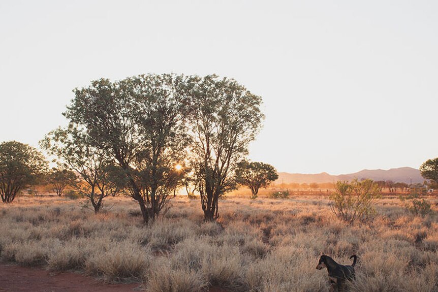 A dog in front of a tree in a field in Papunya