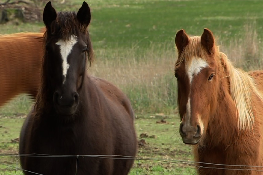 Brumbies rescued by Colleen O'Brien