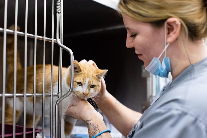 A vet petting a cat in a cage