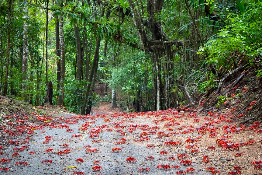 red crabs crawl over a dirt road in the jungle of Christmas Island