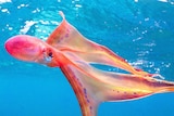 rainbow like octopus floats gracefully through clear blue water