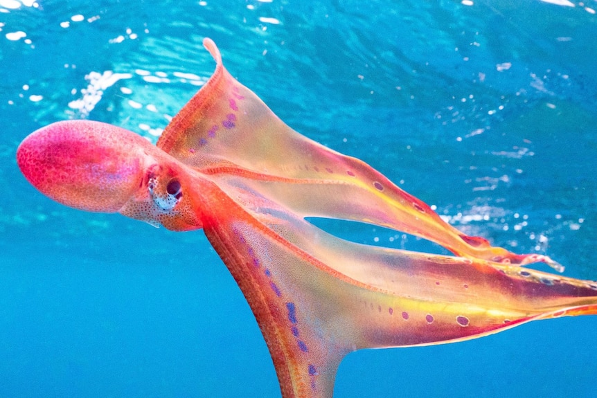 rainbow like octopus floats gracefully through clear blue water