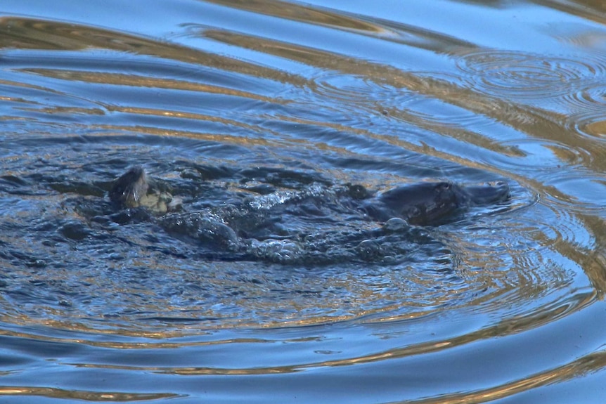 The rakali gasps for air behind the platypus.