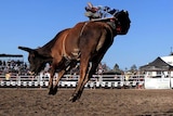 Bull rider thrown at Calliope Rodeo.
