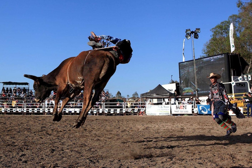 Bull rider thrown at Calliope Rodeo.