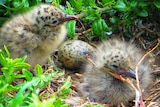 Silver gull chicks in a nest.