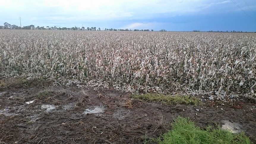 Cotton hangs limply from plants in a muddy cotton field.