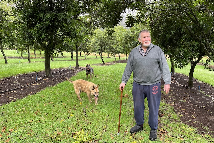 An older man wearing long pants and a long top stands leaning on a cane among avocado trees, with two dogs near him.
